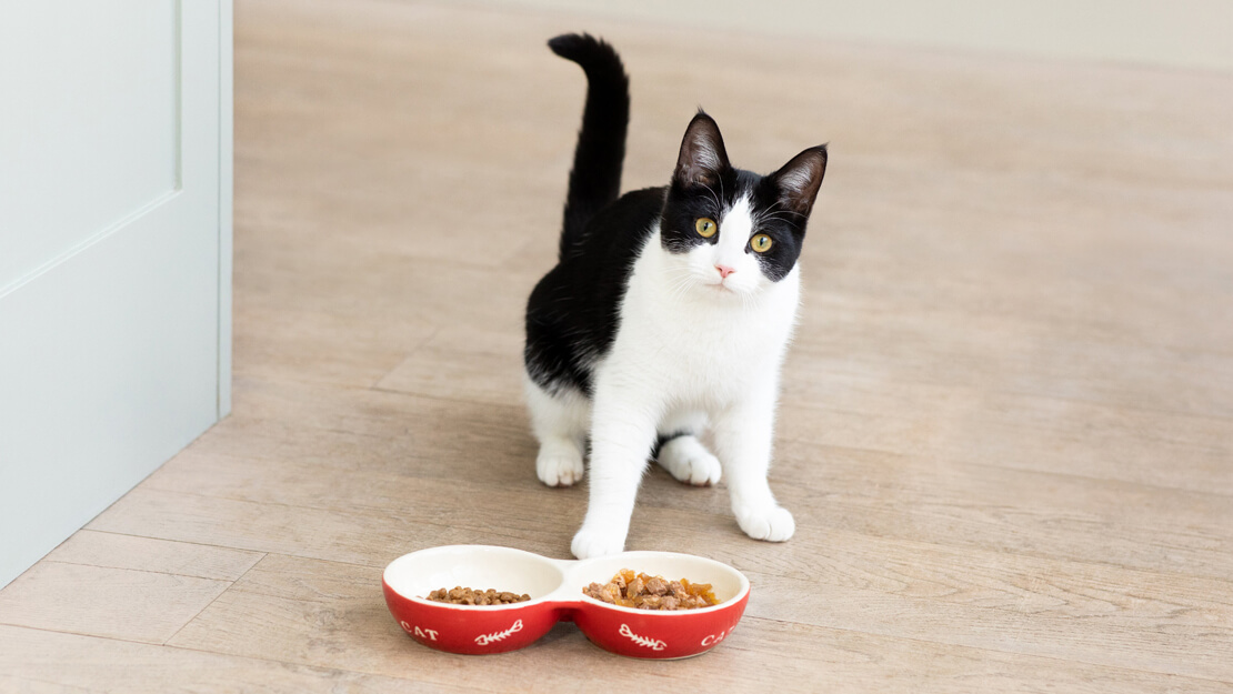 Produtos Purina: ração e comida para gatinhos