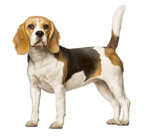 cão Beagle