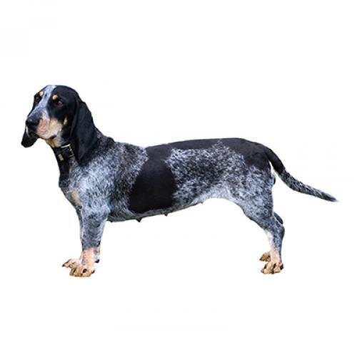 cão Basset Azul da Gasconha