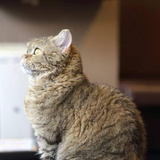 gato de La Perms está olhando para alguma coisa