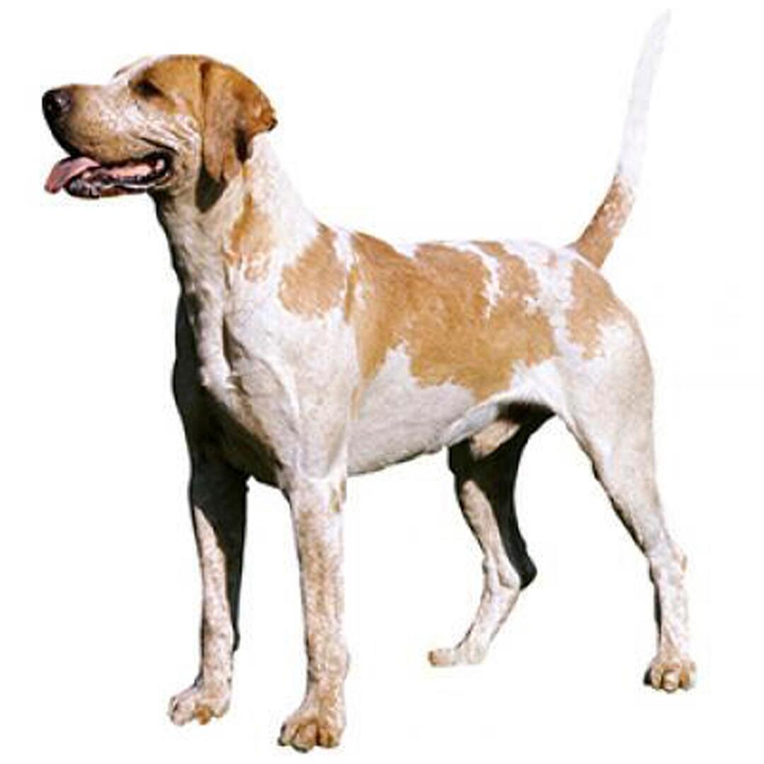 Raça de cachorro Foxhound
