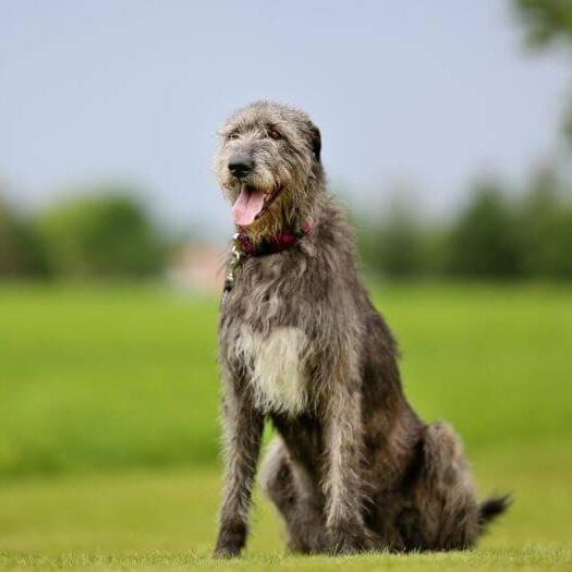 Wolfhound irlandês está parado na grama em um dia quente de primavera