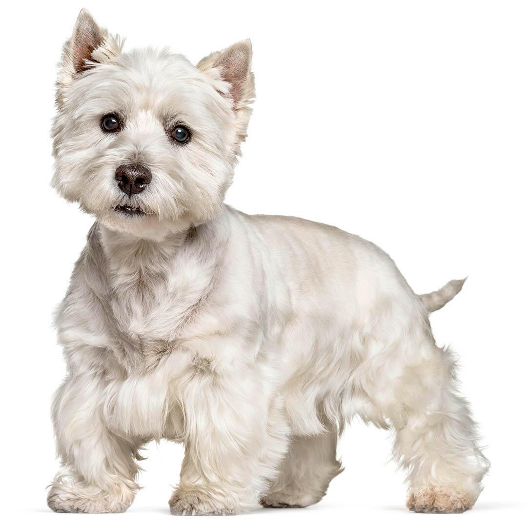 Raça de cães West Highland White Terrier