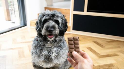 dono a segurar barra de chocolate na frente do cachorro