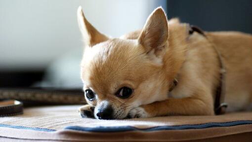 Gold Chihuahua deitado sobre as patas