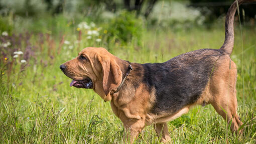 cão Bloodhound a andar na relva