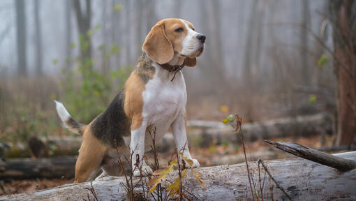 Beagle na floresta