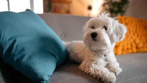 cão bichon maltês deitado no sofá