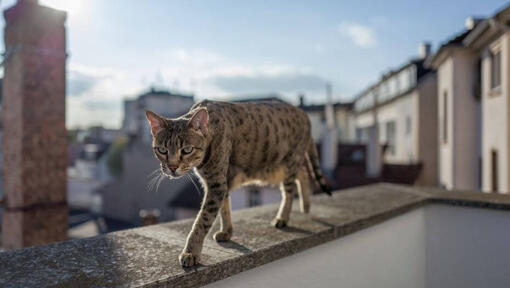 Gato Savannah a andar na varanda