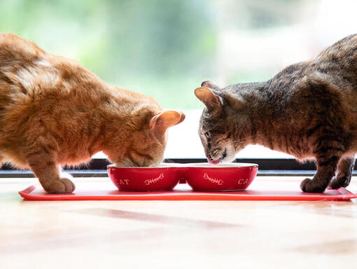 Dois gatos a comer