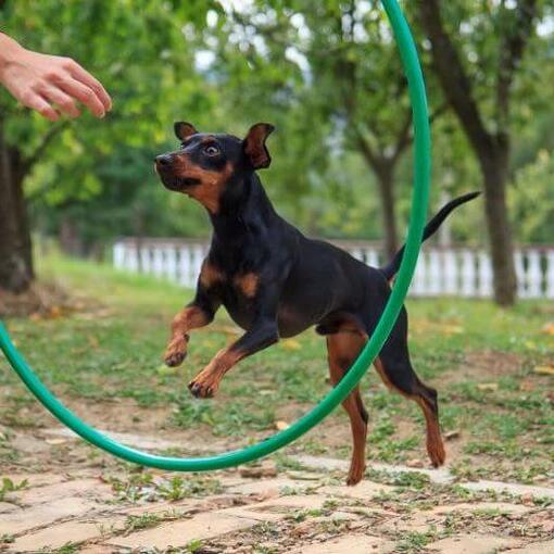 Cachorro pulando no círculo de treinamento