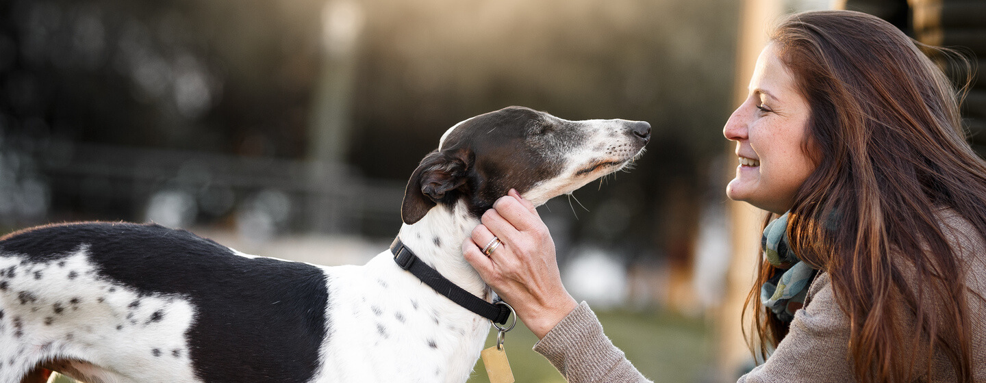 Whippet preto e branco a ser acariciado pelo dono.