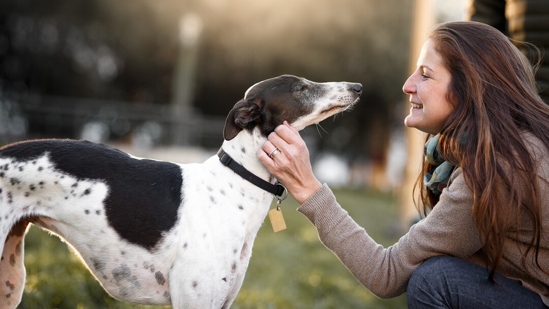 Whippet preto e branco a ser acariciado pelo dono.