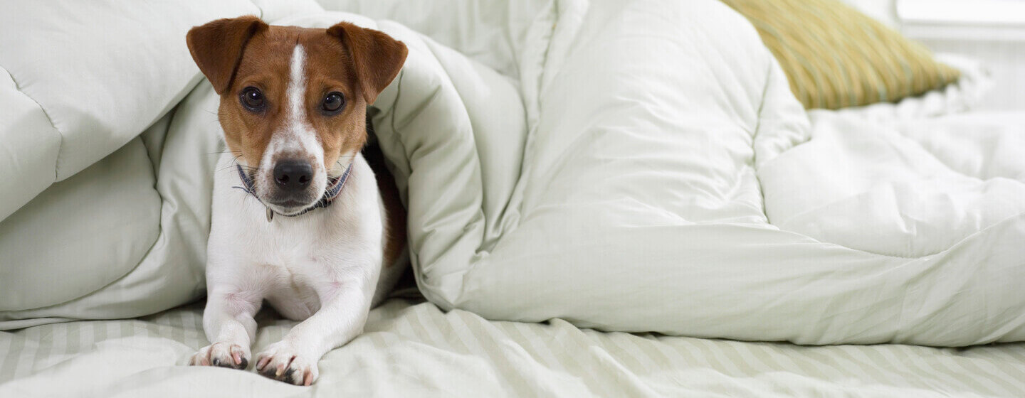 Jack Russell Terrier na cama debaixo dos lençóis