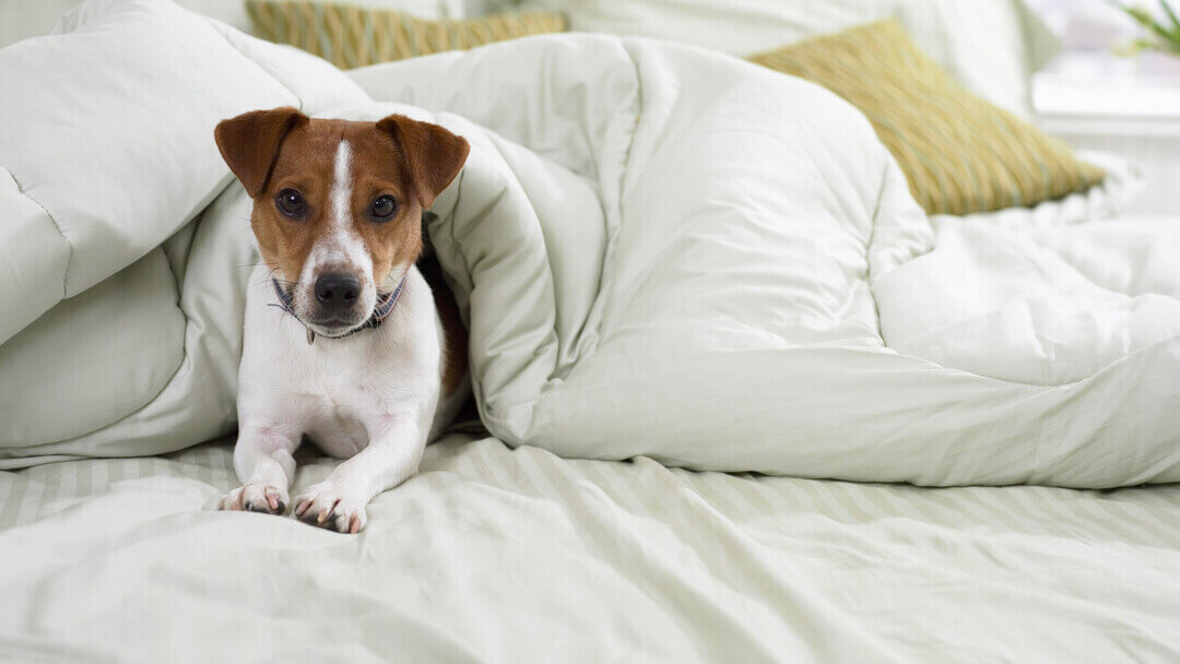 Jack Russell Terrier na cama debaixo dos lençóis