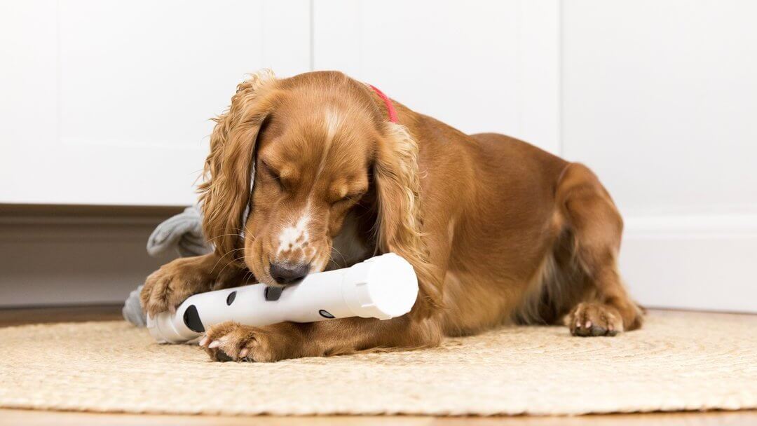 Spaniel castanho a brincar com brinquedo, deitado.