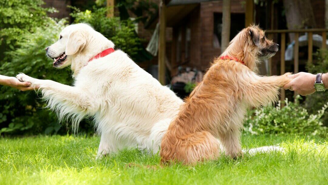 Cães apertando as mãos