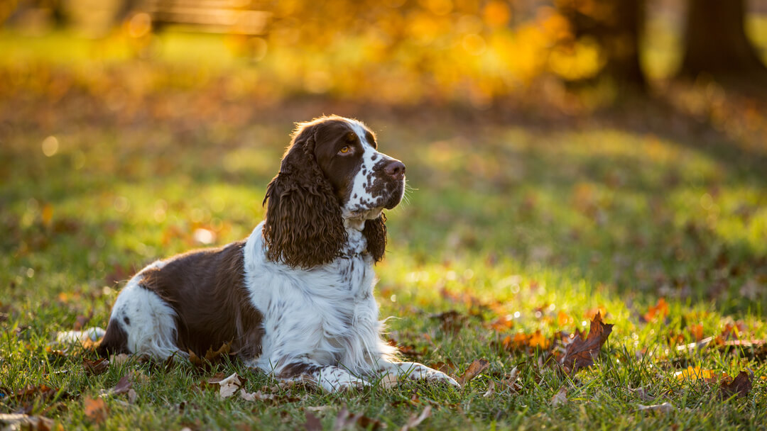 Springer Spaniel Inglês sentado na relva no outono