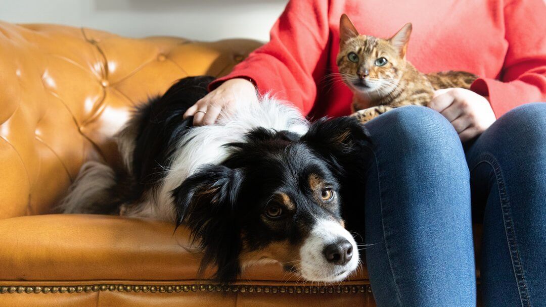 Cachorro deitado com gato no sofá2