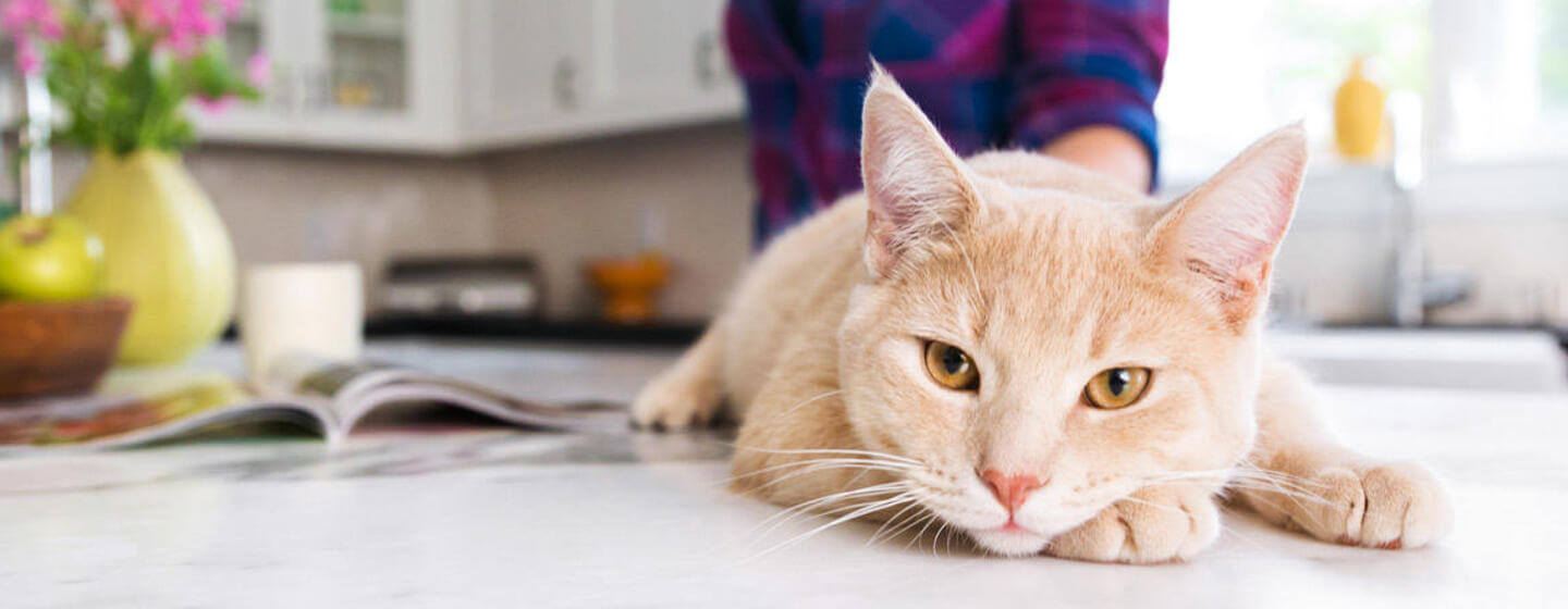 Gato deitado na mesa da cozinha