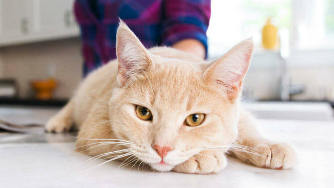 Gato deitado na mesa da cozinha