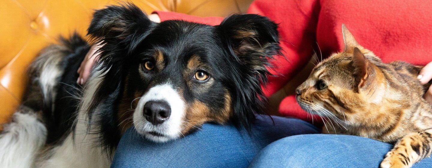 Cães e Gatos: qual deles ter em casa? | PURINA Cães e Gatos: qual deles ter em casa? | PURINA