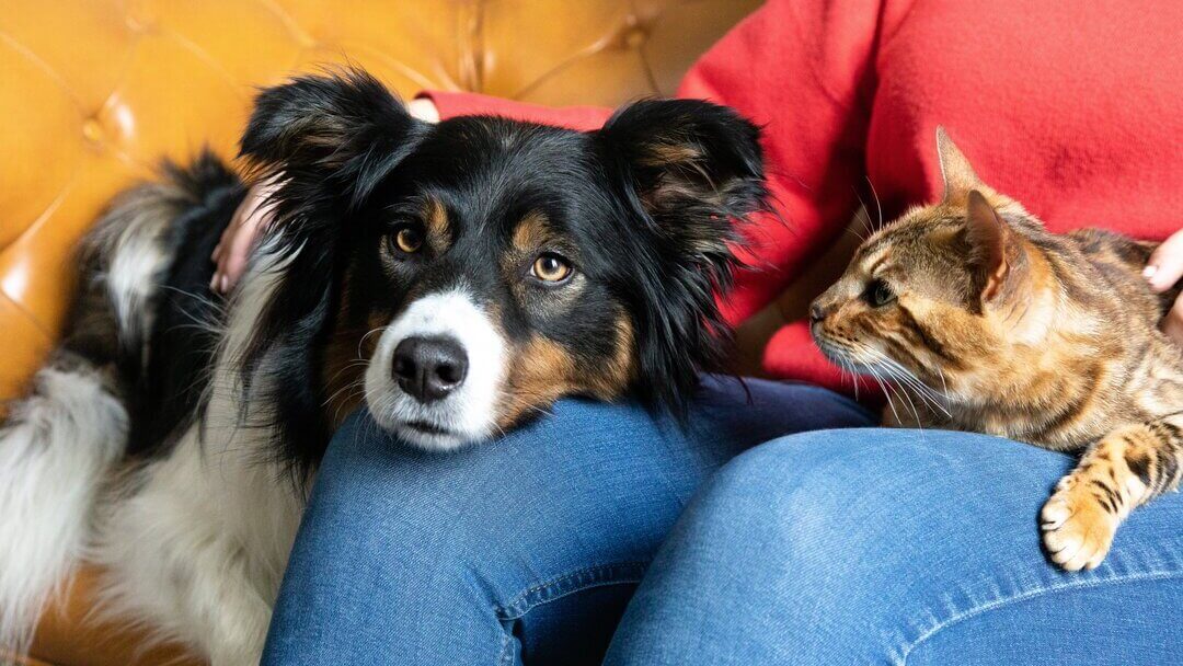 Gato e cachorro no colo do dono