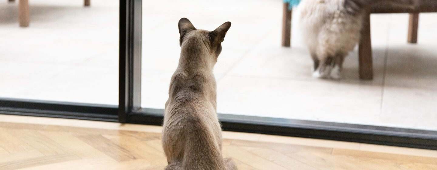 Pets, cuidar dos seus bichinhos nunca foi tão divertido