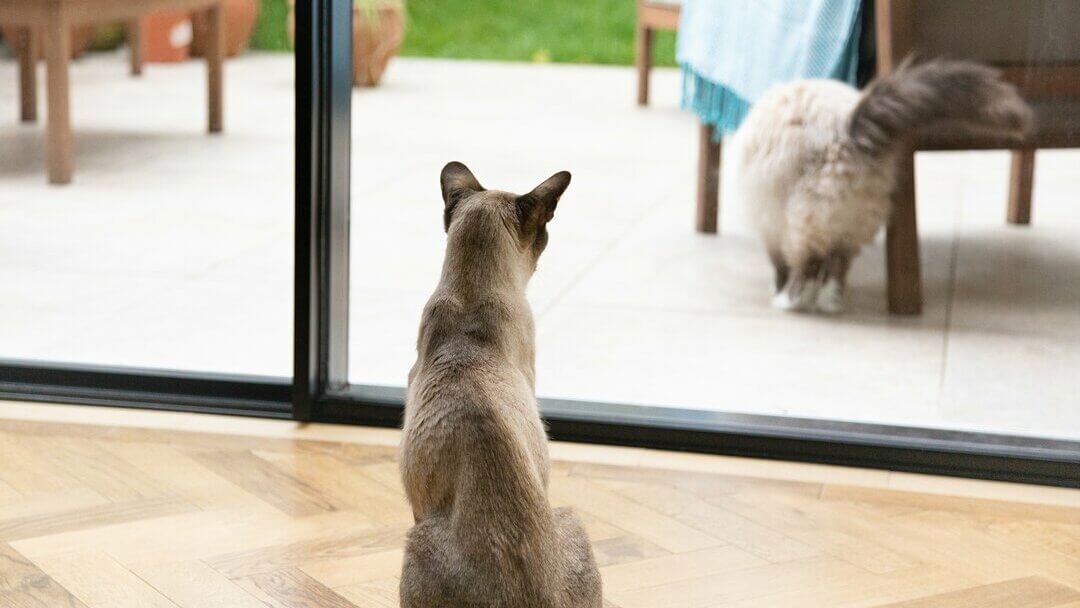 Gato cinza olhando pela janela para outro gato