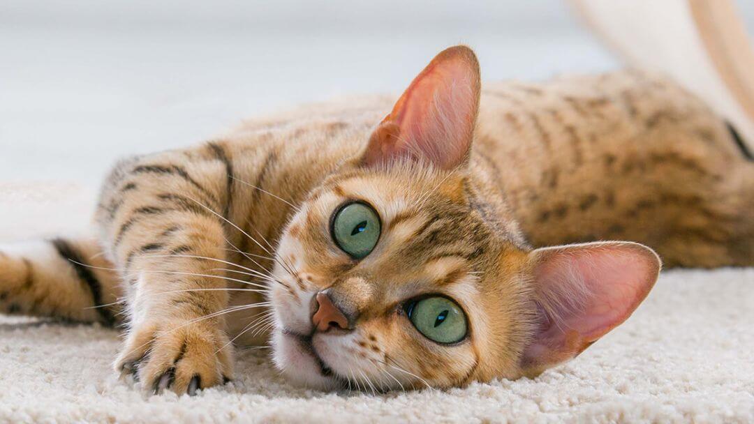 Gato com olhos verdes