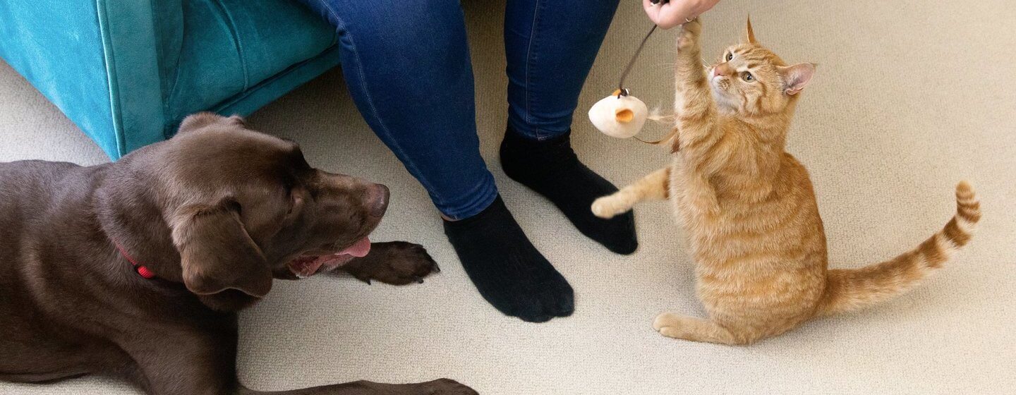 Labrador Chocolate escuro com um gatinho a brincar com brinquedo