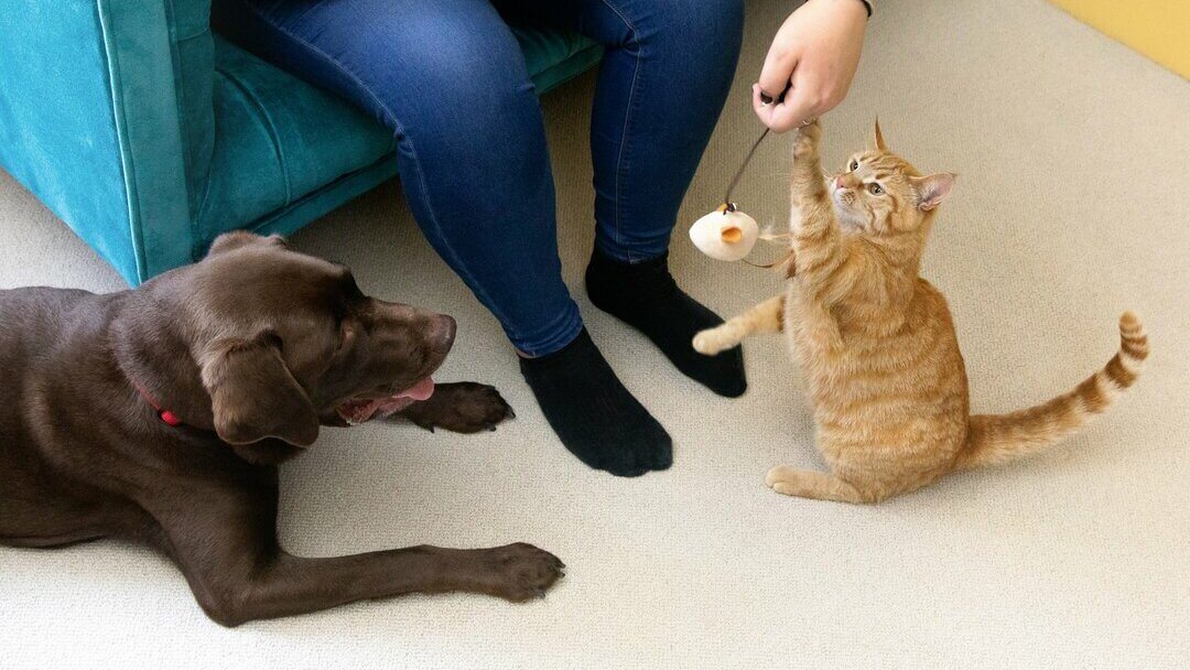 Labrador Chocolate escuro com um gatinho a brincar com brinquedo