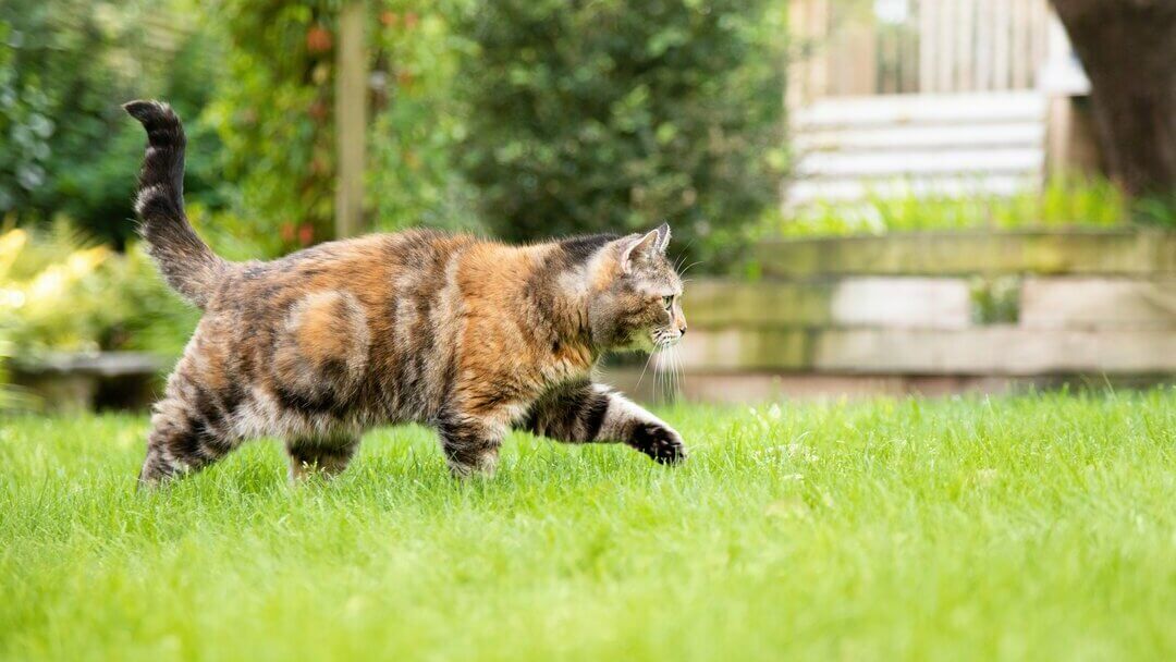 Gato castanho escuro e irregular a andar pela relva.