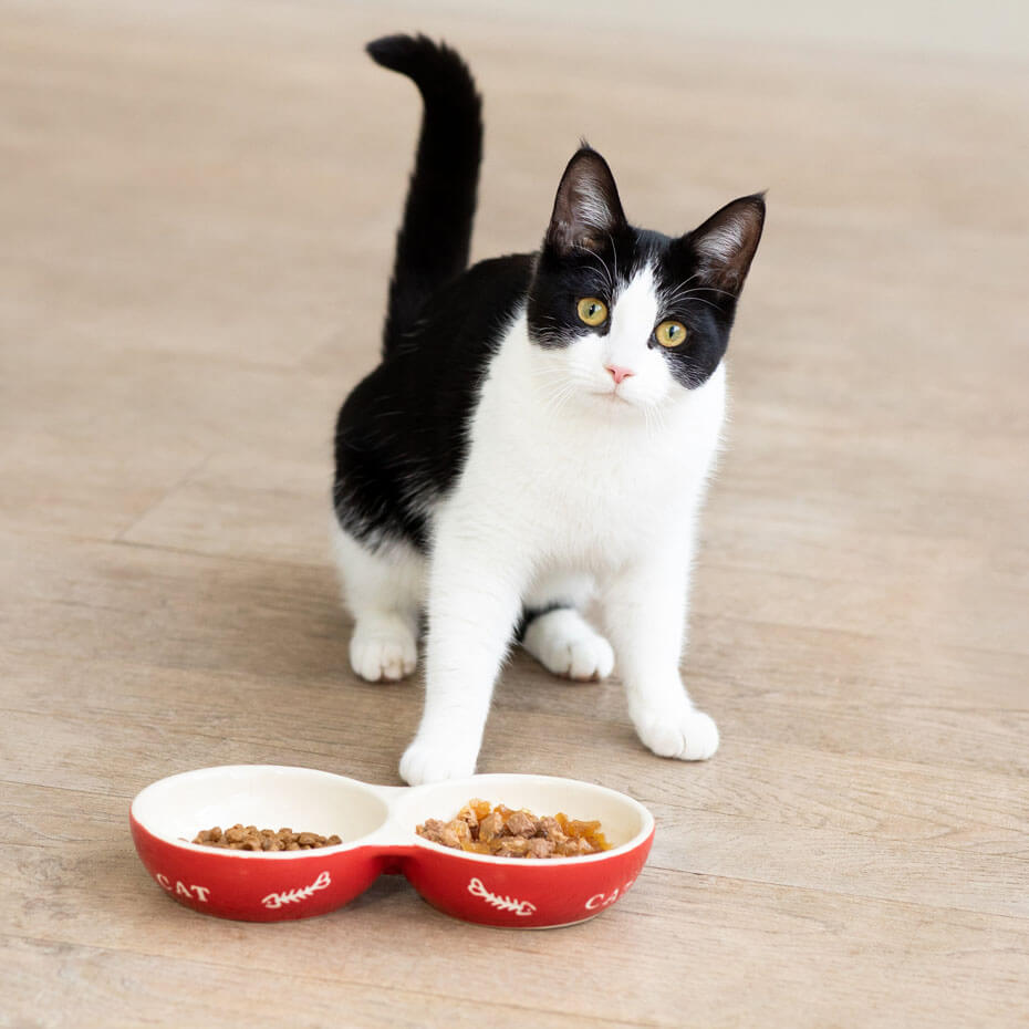 gatinho a olhar para cima de tigelas de comida