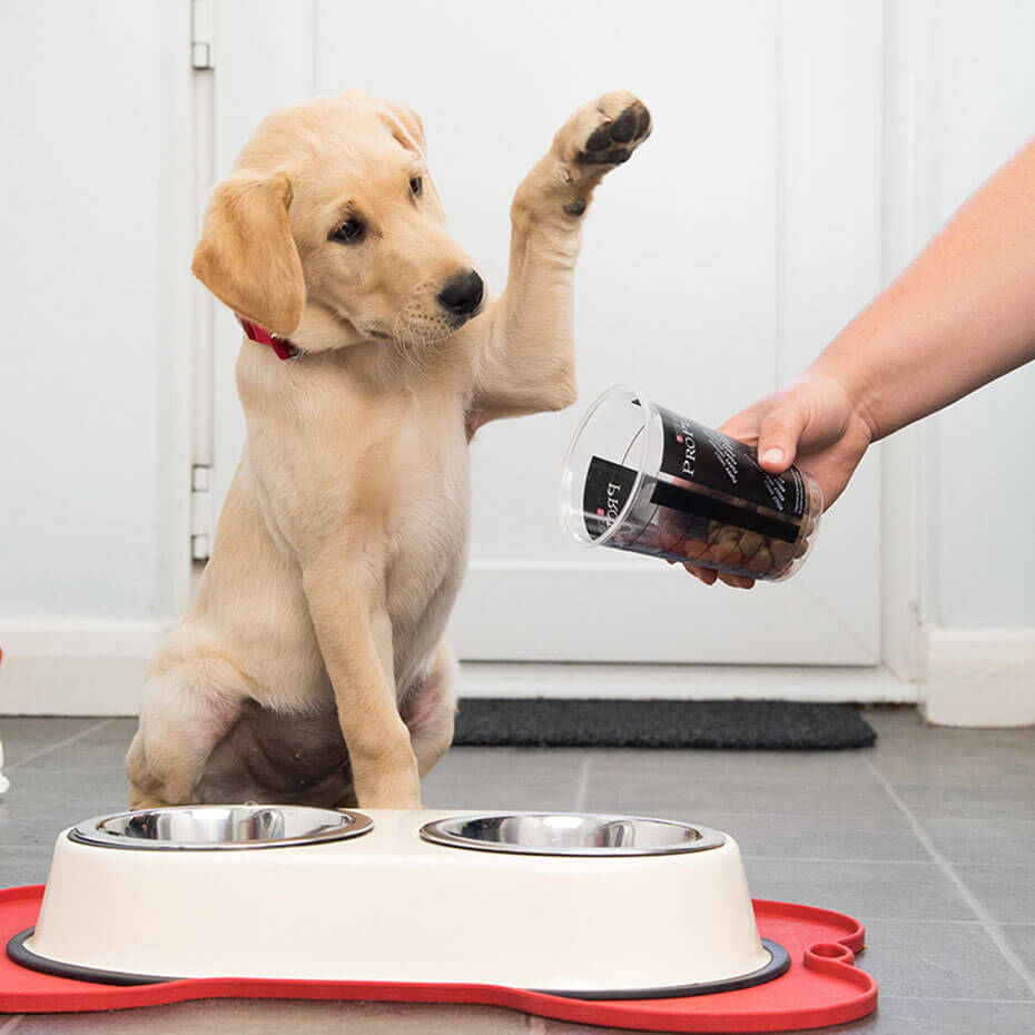 cachorrinho arranhando a comida para mais