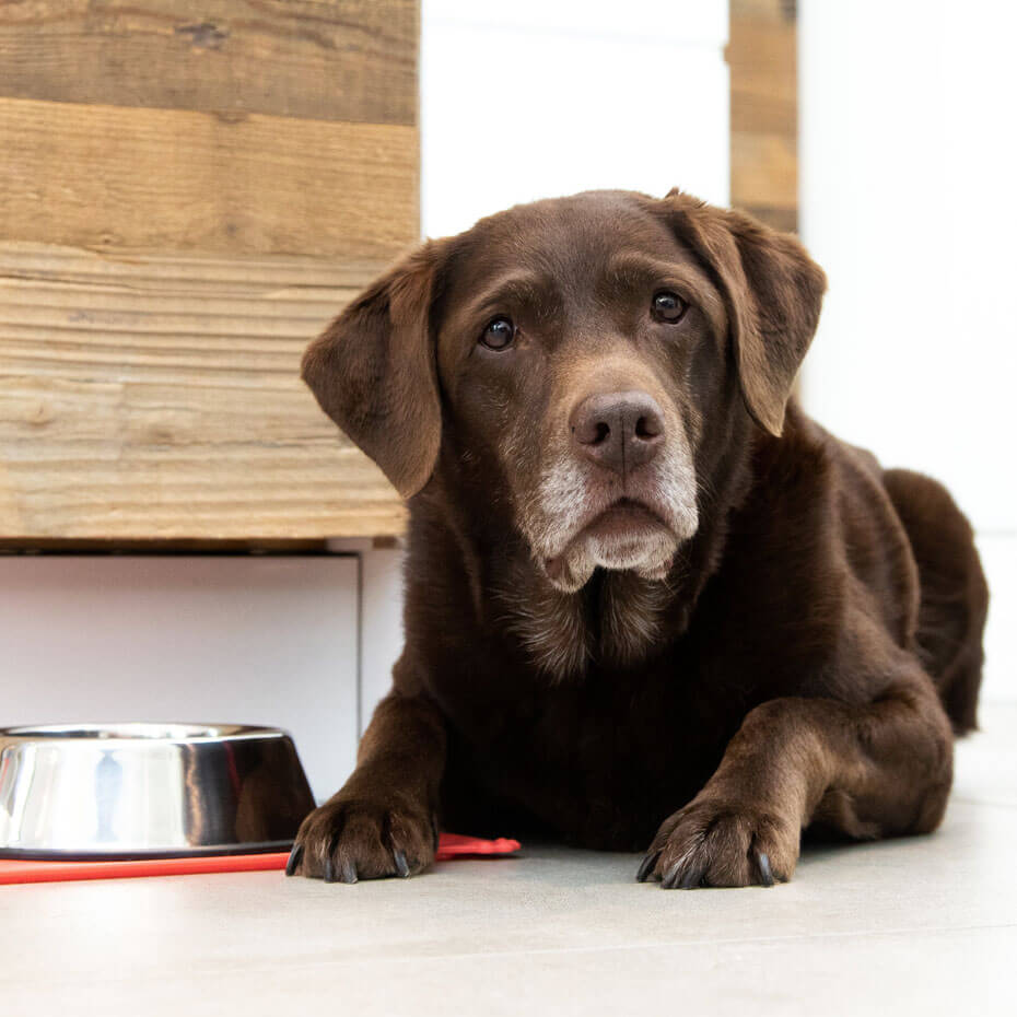 Labrador sénior deitado ao lado da tigela de comida