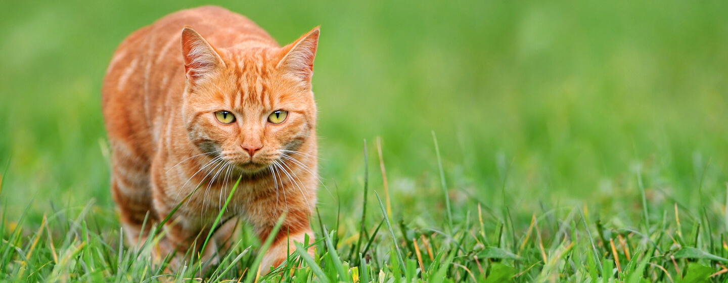 gato laranja na caça de relva