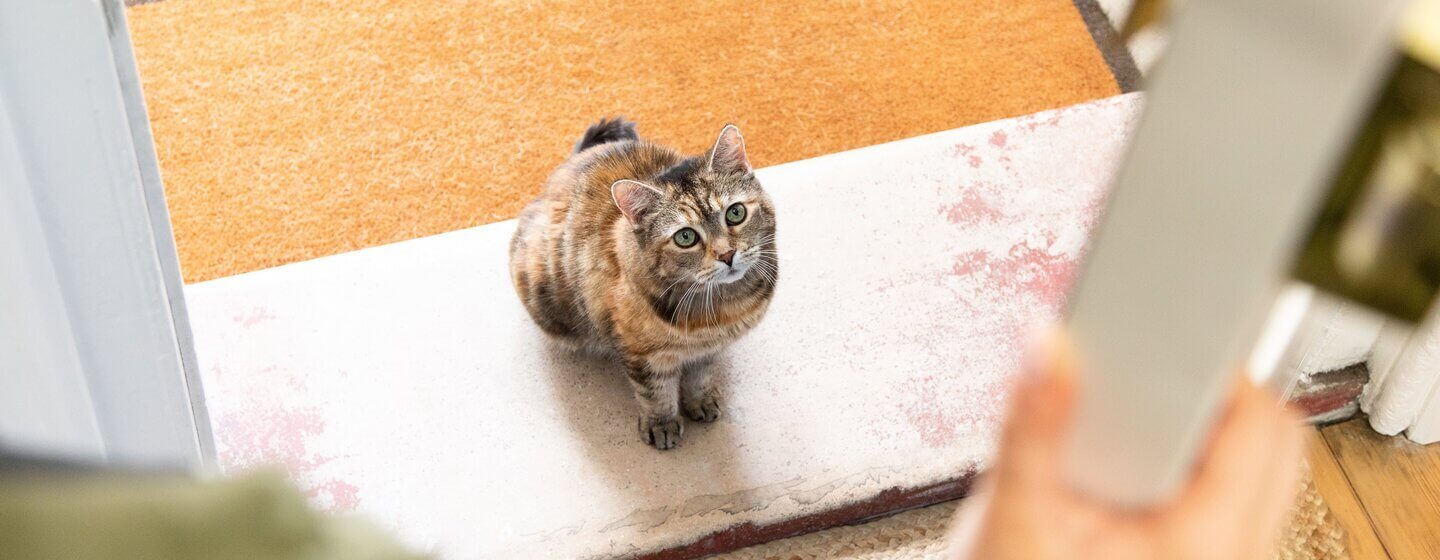 Gato castanho escuro sentado na porta