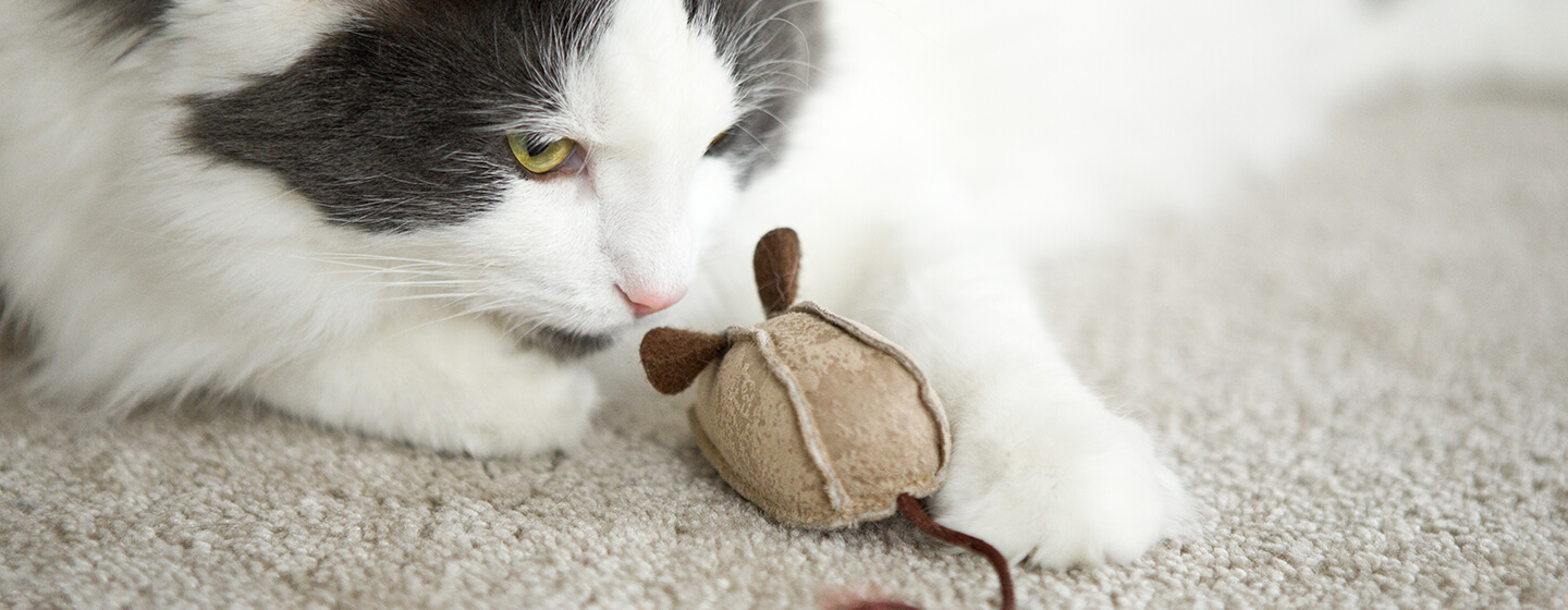 Gato a brincar com brinquedo de rato