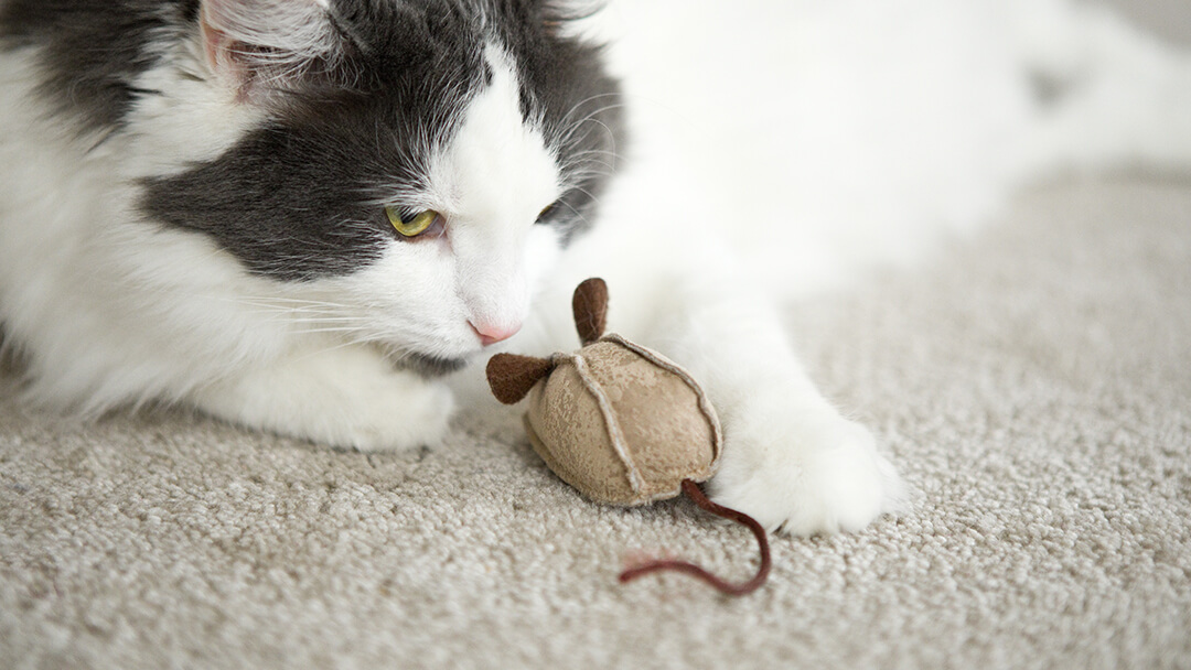 Gato a brincar com brinquedo de rato