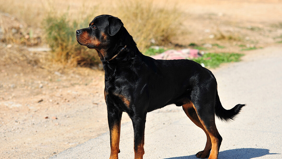 Cachorro a olhar para longe