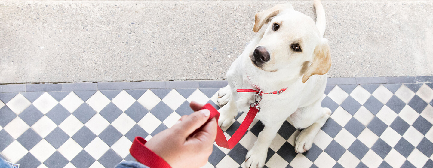 Cachorro sentado na porta com trela vermelha