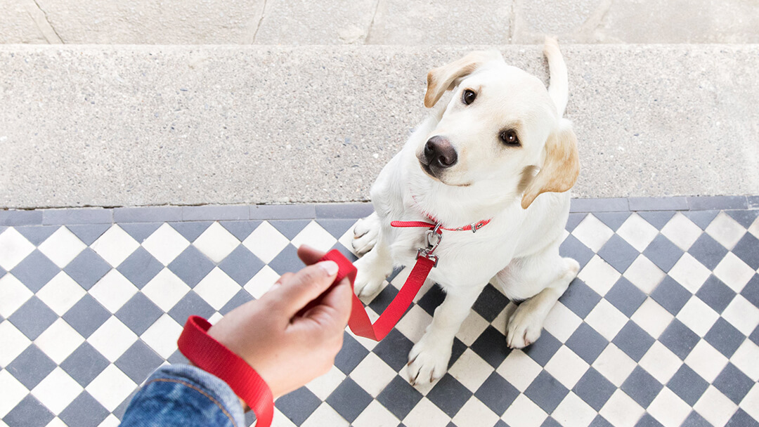 Cachorro sentado na porta com trela vermelha