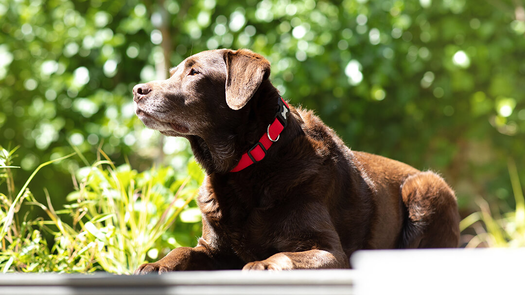 Manter cães frescos no verão