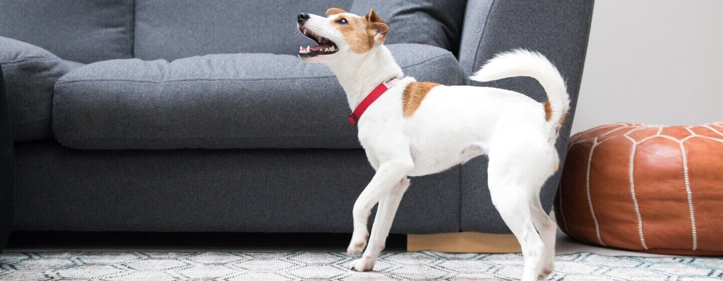 Pequeno cachorro lata ir em casa