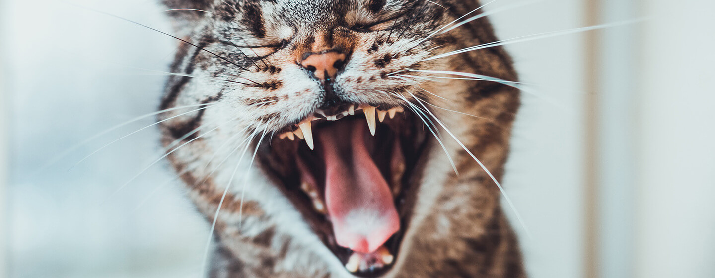 Dentes de gato