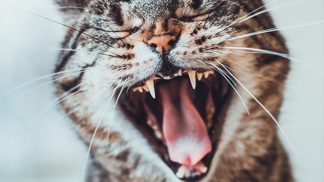 Dentes de gato
