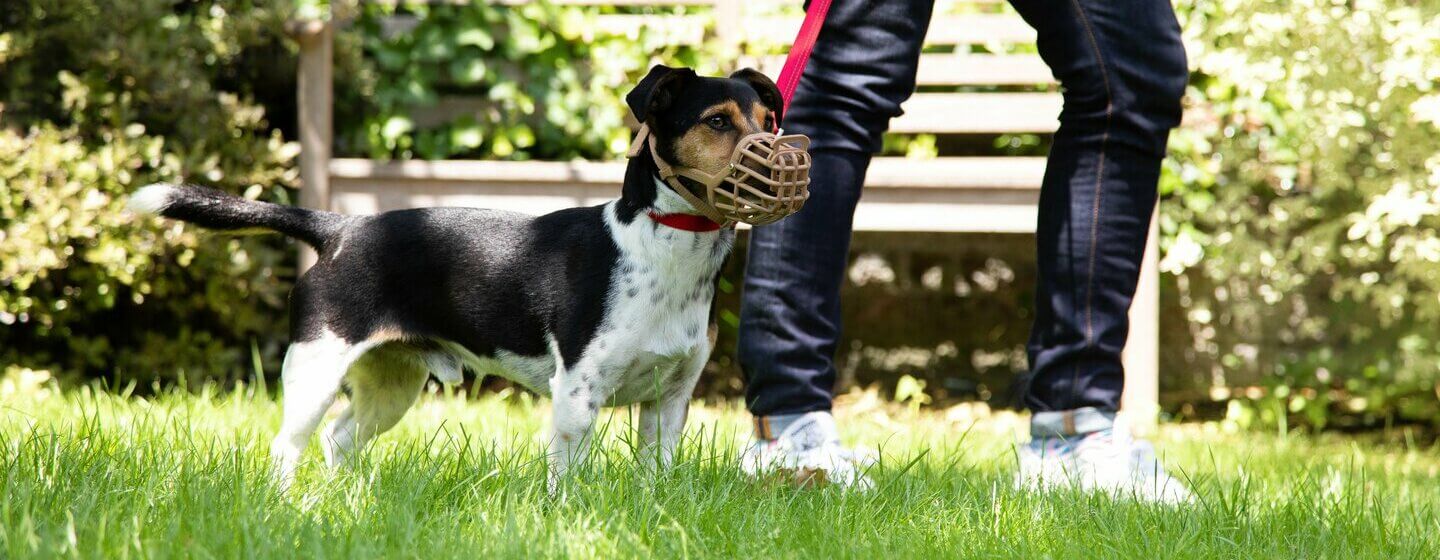 cachorro a usar focinheira na coleira