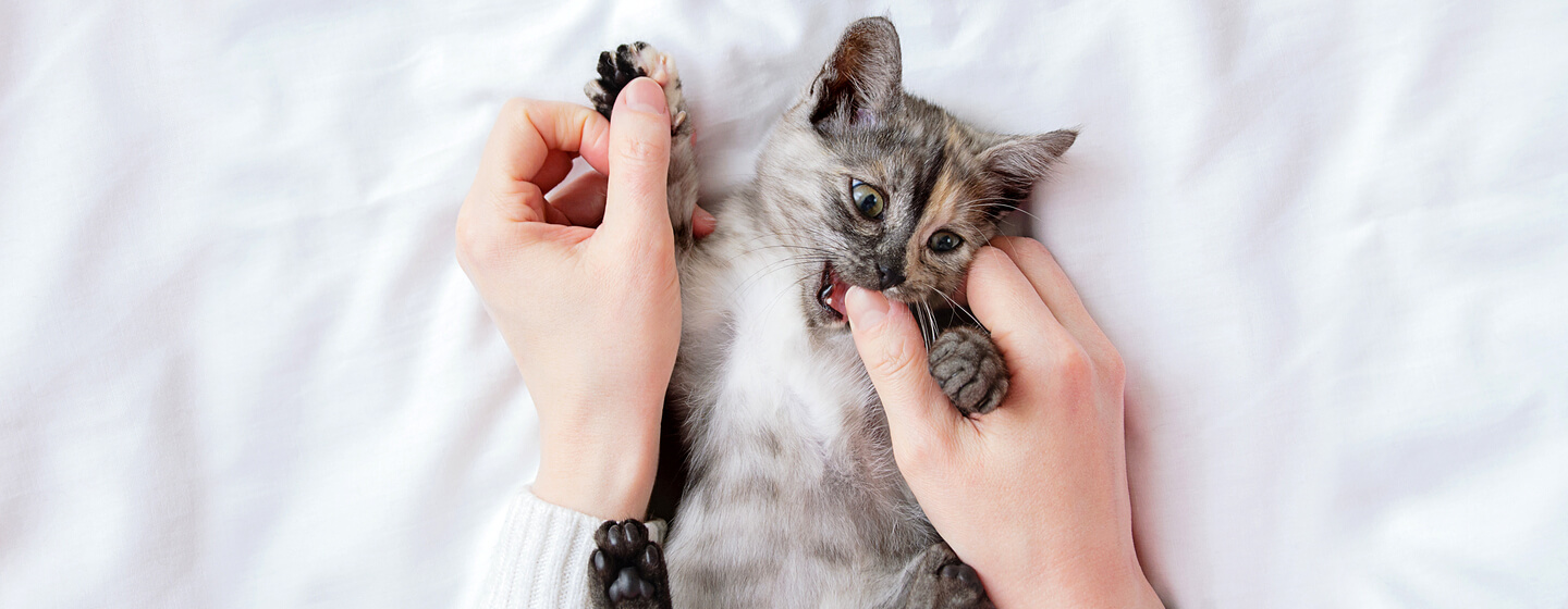 Pequeno gatinho cinzento a morder o polegar do dono.