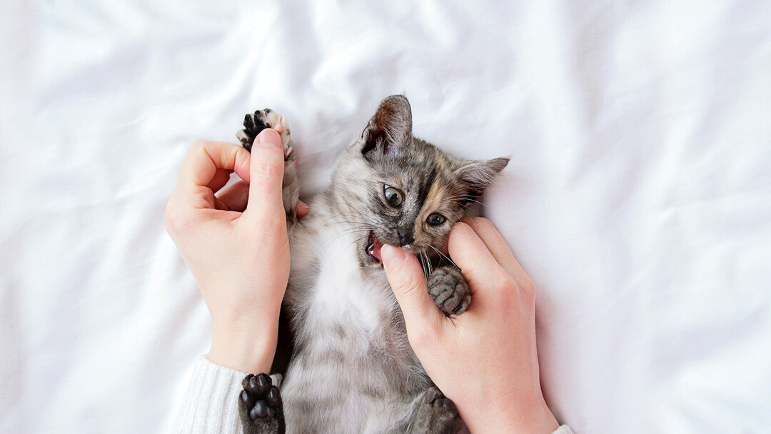 Pequeno gatinho cinzento a morder o polegar do dono.